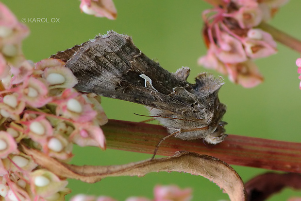 mora gama Autographa gamma