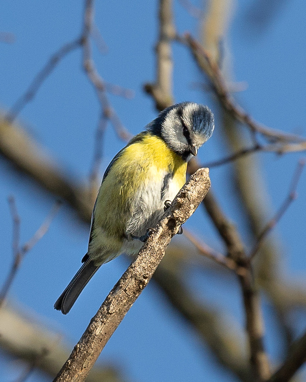 sýkorka belasá Parus caeruleus