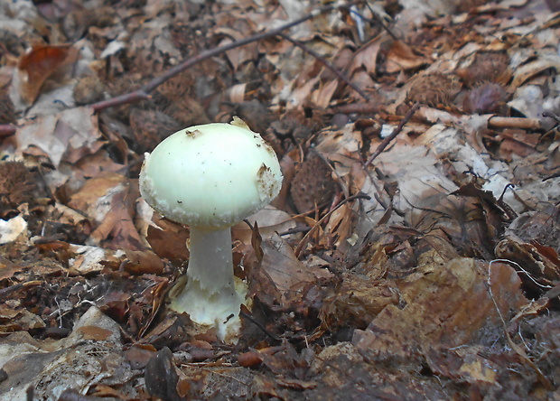 muchotrávka citrónovožltá Amanita citrina Pers.