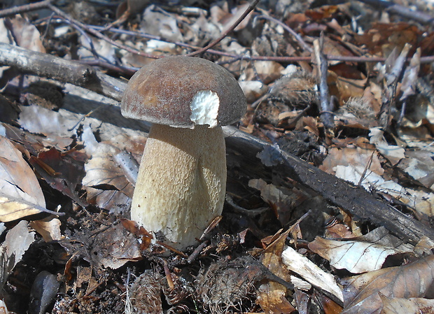 hríb dubový Boletus reticulatus Schaeff.