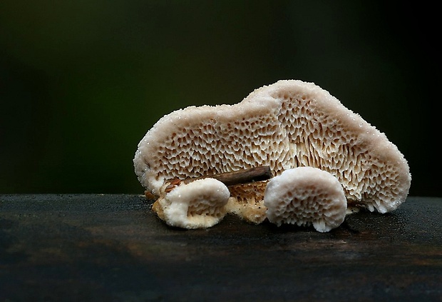 trúdnikovček Brunneoporus minutus (Spirin) Audet