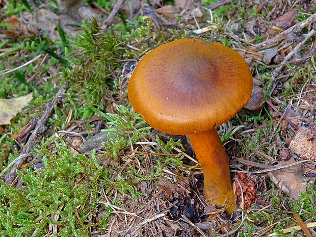 pavučinovec granátový Cortinarius malicorius Fr.