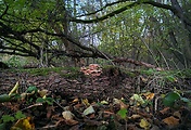 drevomorka rôsolovitá - biotop