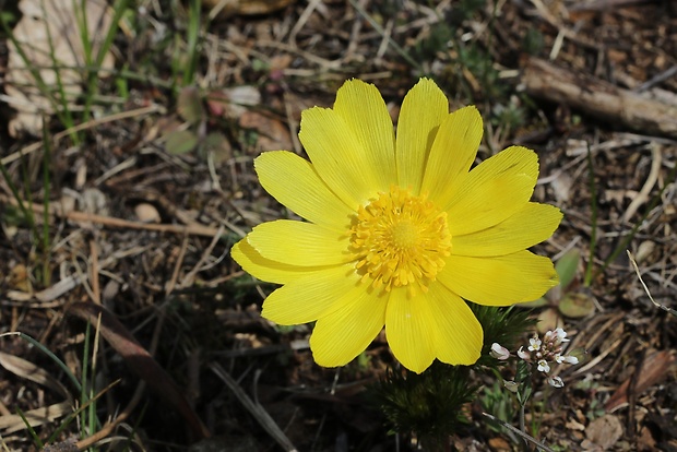 hlaváčik jarný Adonis vernalis L.