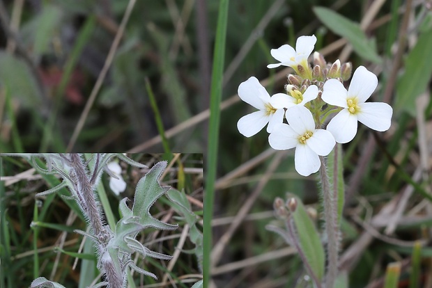 žerušničník borbásov Cardaminopsis borbasii (Zapał.) Hess et al.