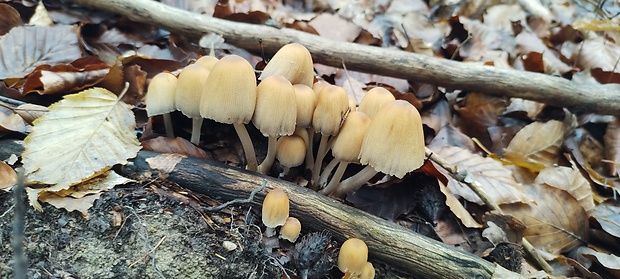 hnojník ligotavý Coprinellus micaceus (Bull.) Vilgalys, Hopple & Jacq. Johnson