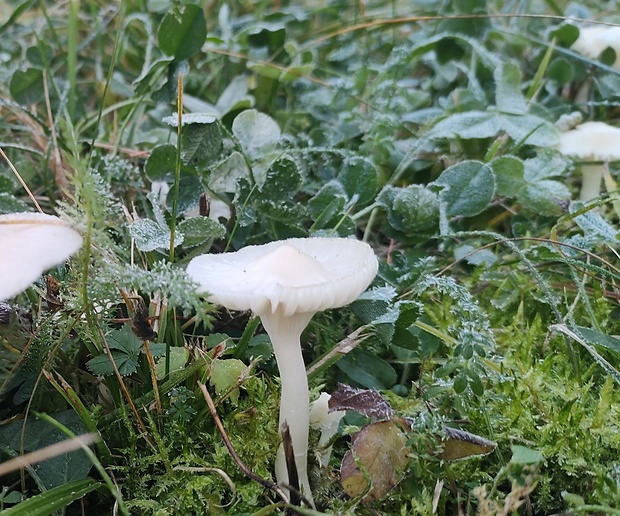 lúčnica snehobiela Cuphophyllus virgineus (Wulfen) Kovalenko