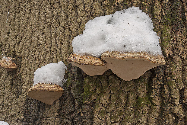 práchnovec kopytovitý Fomes fomentarius (L.) J.J. Kickx