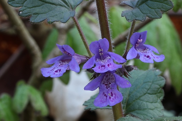 zádušník brečtanovitý Glechoma hederacea L.