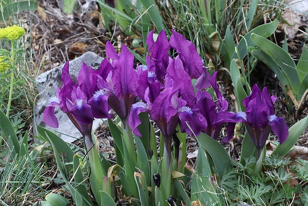 kosatec nízky Iris pumila L.