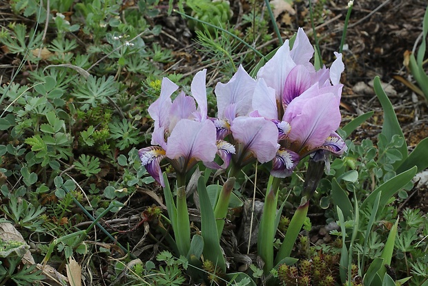 kosatec nízky Iris pumila L.