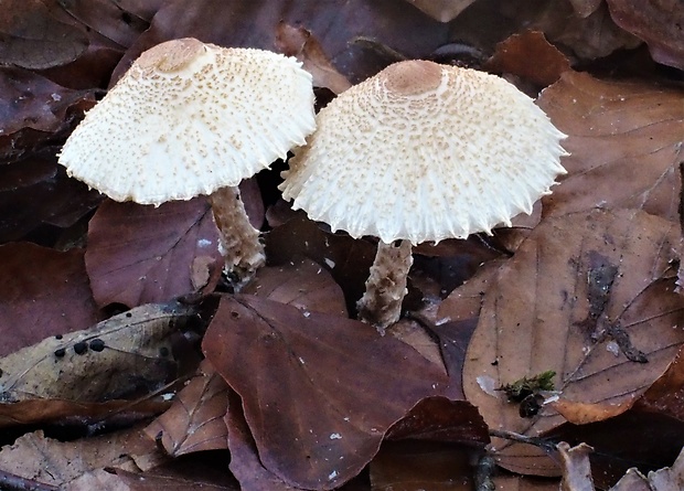 bedlička vlnatá Lepiota clypeolaria (Bull.) P. Kumm.