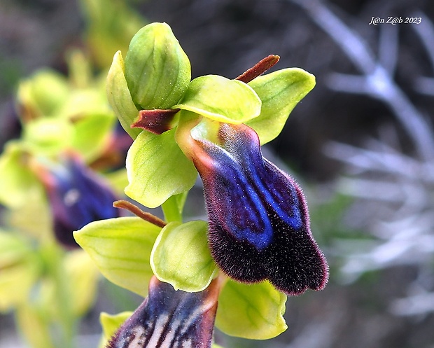 hmyzovník Ophrys fusca subsp. iricolor (Desf.) O. Schwarz