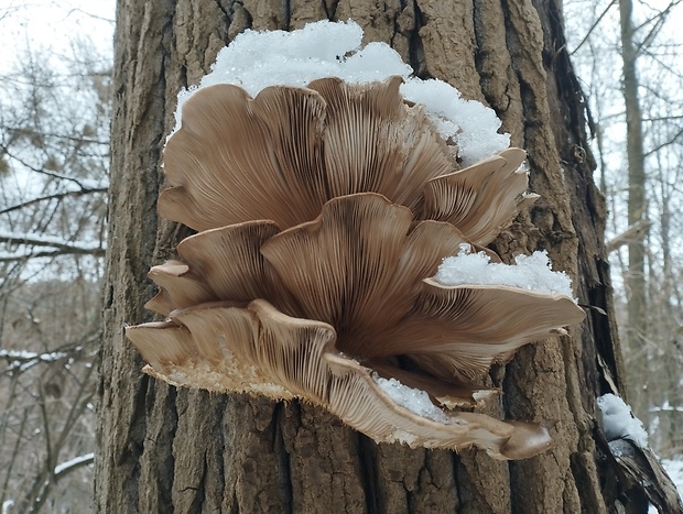 hliva ustricovitá Pleurotus ostreatus (Jacq.) P. Kumm.