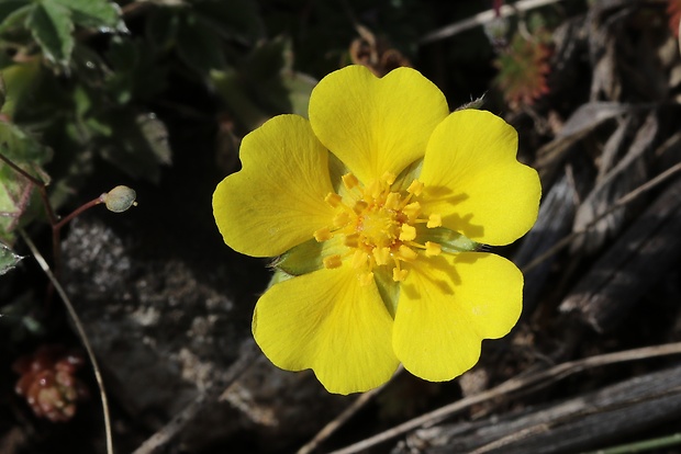 nátržník piesočný Potentilla arenaria Borkh.