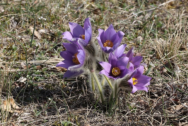 poniklec veľkokvetý Pulsatilla grandis Wender.