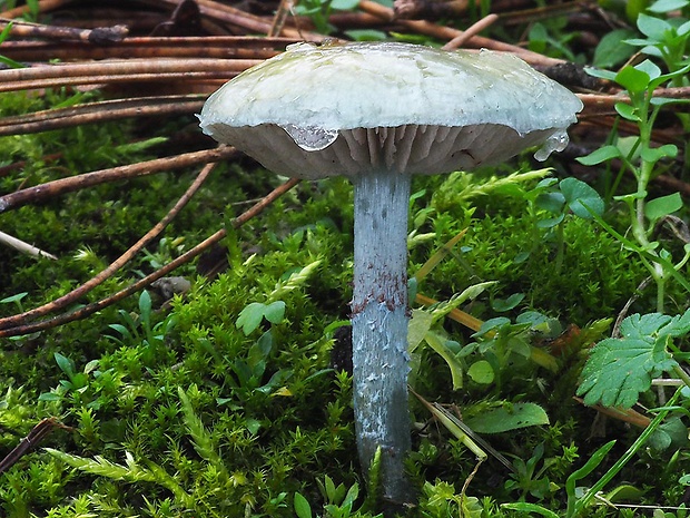 golierovka zelenomodrá Stropharia caerulea Kreisel