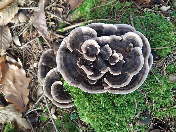 trúdnikovec pestrý Trametes versicolor (L.) Lloyd