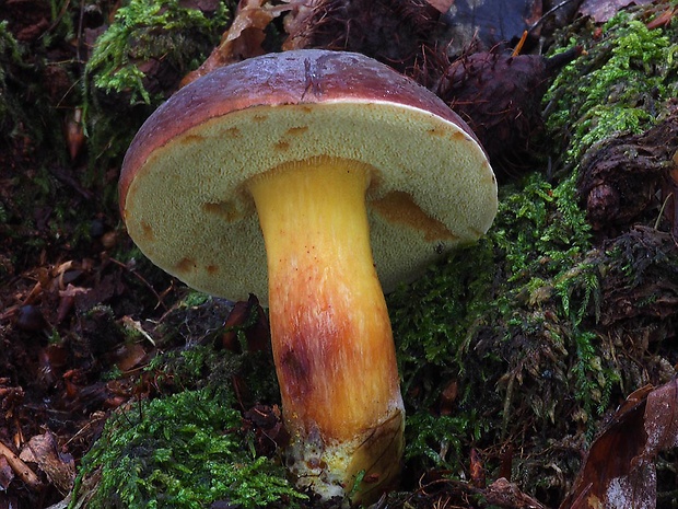 suchohríb červenohnedý Boletus ferrugineus Schaeff.