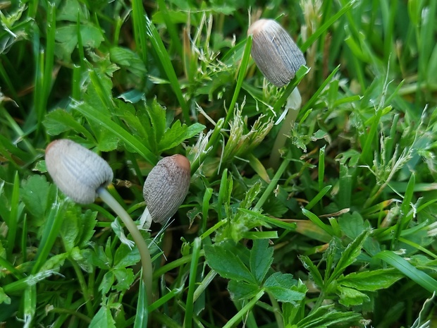 hnojník ??? Coprinellus sp.