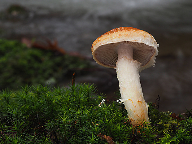 šupinovka hlinovookrová Pholiota lenta (Pers.) Singer