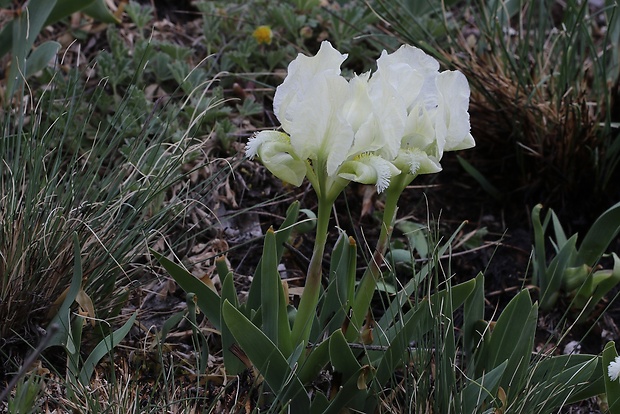 kosatec nízky Iris pumila L.