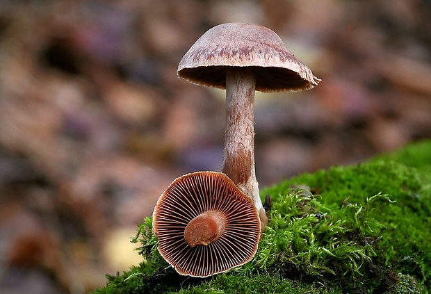 pavučinovec Cortinarius sp.