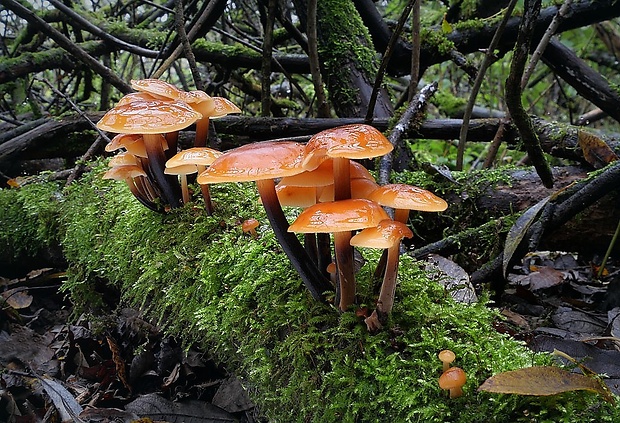 plamienka Flammulina sp.