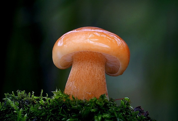 plamienka Flammulina sp.