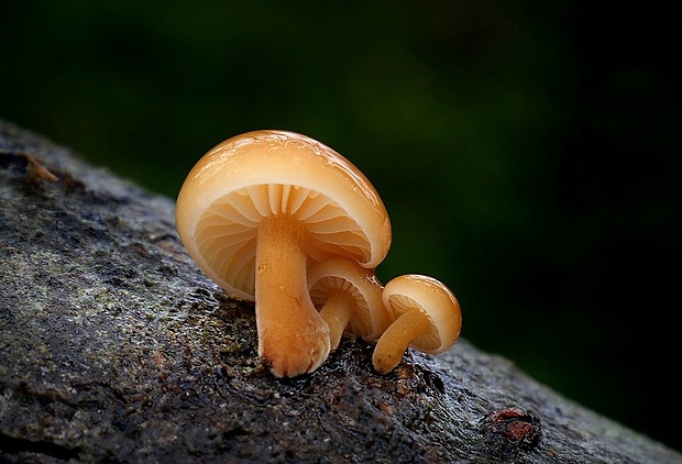 plamienka Flammulina sp.