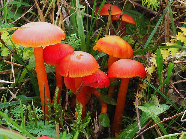 lúčnica šarlátová Hygrocybe coccinea (Schaeff.) P. Kumm.