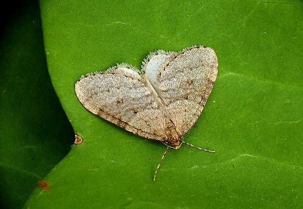 jesenica jesenná Operophtera brumata