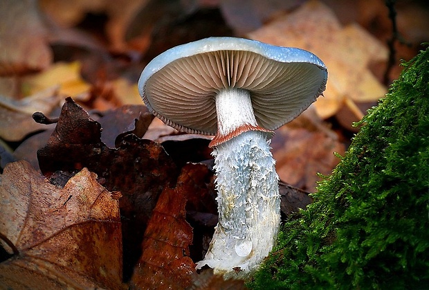 golierovka zelenkastá Stropharia aeruginosa (Curtis) Quél.