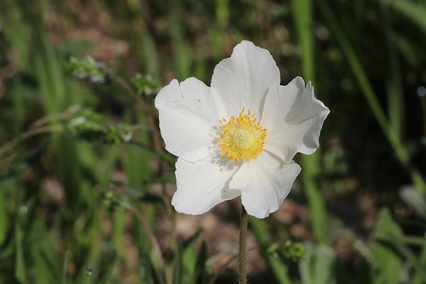 veternica lesná Anemone sylvestris L.