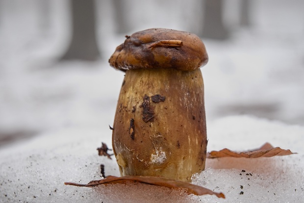 hríb smrekový Boletus edulis Bull.