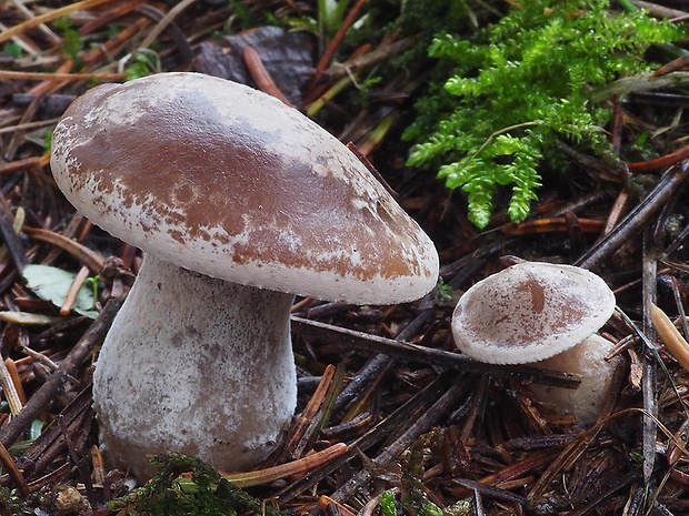 strmuľka inovaťová Clitocybe nebularis (Batsch) P. Kumm.