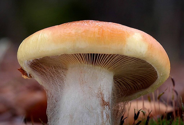 pavučinovec Cortinarius sp.