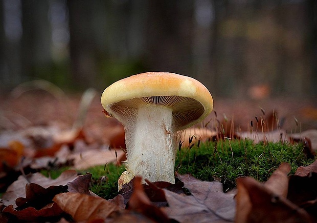 pavučinovec Cortinarius sp.