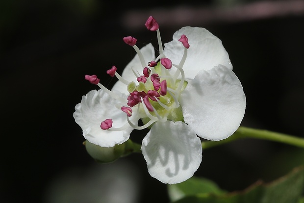 hloh obyčajný Crataegus laevigata (Poir.) DC.