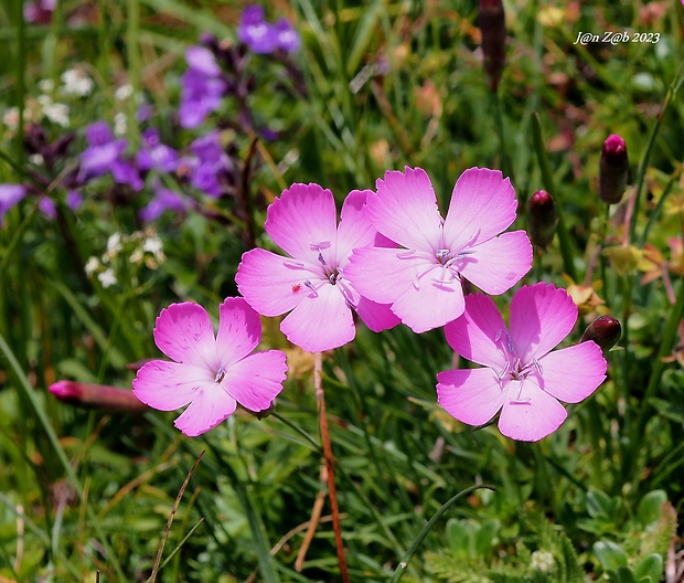 klinček Dianthus sylvestris Wulfen