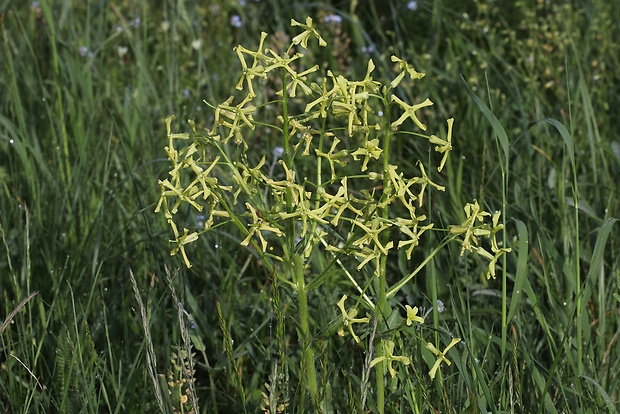 večernica smutná Hesperis tristis L.