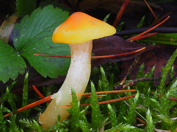 šťavnačka smrekovcová Hygrophorus lucorum Kalchbr.