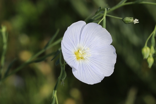 ľan rakúsky Linum austriacum L.