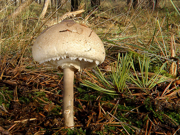 bedľa Macrolepiota sp.