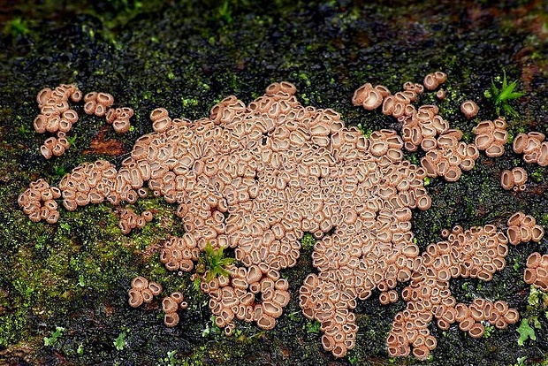 padrobnica Merismodes sp.