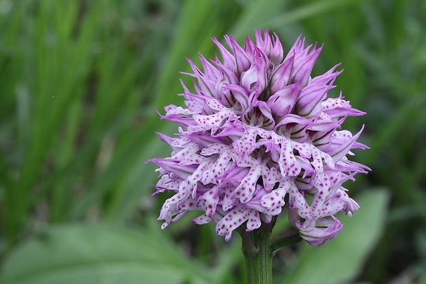 neotinea trojzubá Neotinea tridentata (Scop.) R. M. Bateman, Pridceon et M. W. Chase