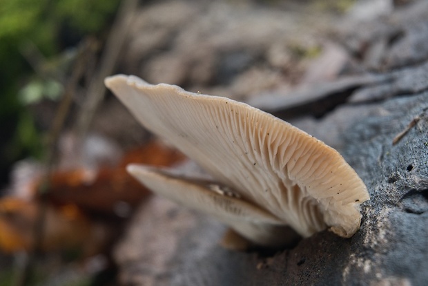 hliva buková Pleurotus pulmonarius (Fr.) Quél.