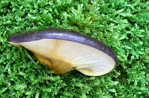 pňovka neskorá Sarcomyxa serotina (Pers.) P. Karst.