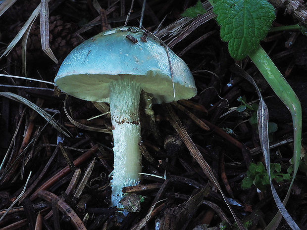 golierovka zelenomodrá Stropharia caerulea Kreisel