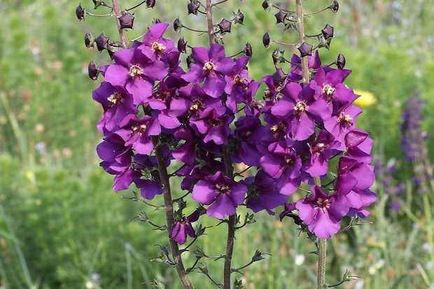 divozel tmavočervený Verbascum phoeniceum L.